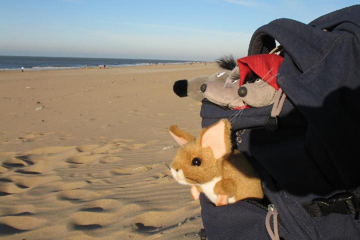 Mice on the Beach