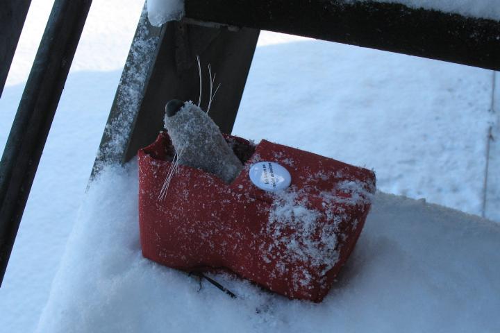 Schnee (nachher)