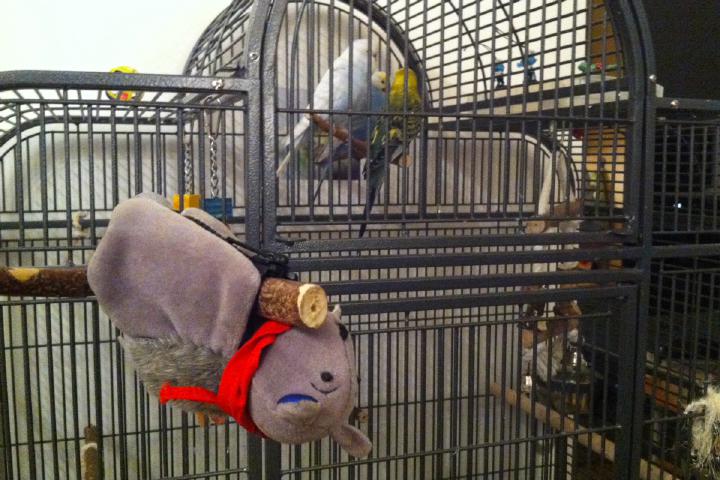 Tutulla & Friends