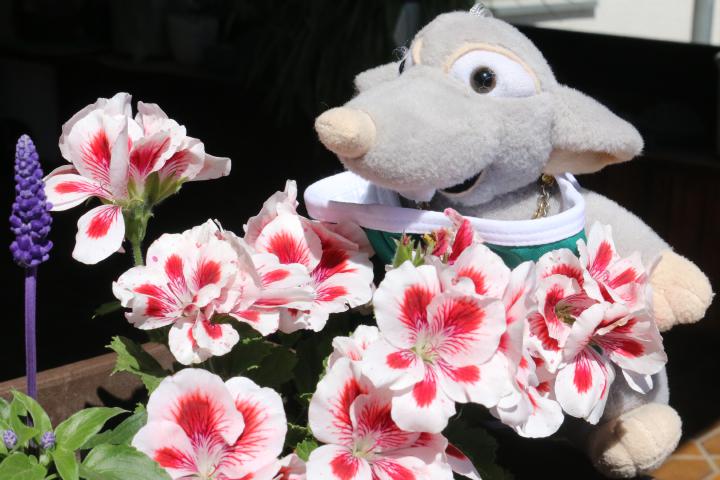 Athena's flowers