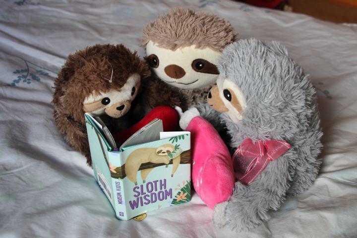 Sloth Wisdom